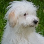 tondeuse pour chien