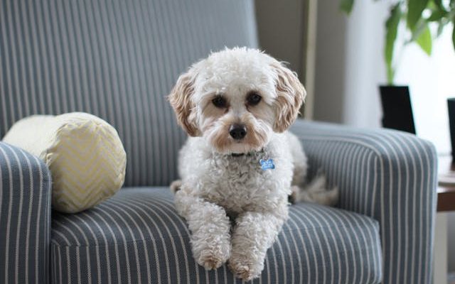 L'impact des croquettes sur la santé de votre chien