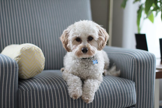 L'impact des croquettes sur la santé de votre chien