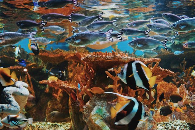initier les enfants à l'aquariophilie