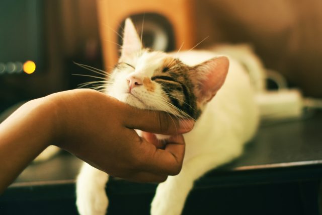 nouvel animal dans la famille