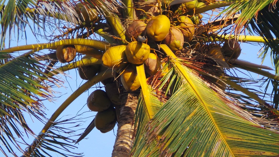 noix coco