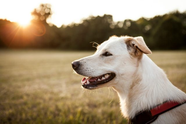 aliments interdits pour votre chien