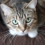 Évitez ces 4 erreurs dans le régime de votre chat stérilisé.